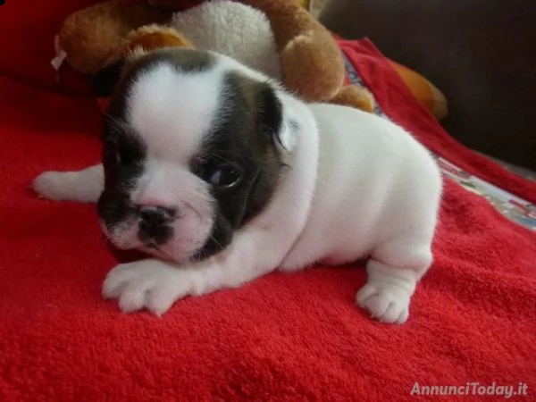 adorabile bulldog francese di 3 mese lo consegniamo subito con il doppio vaccino,...