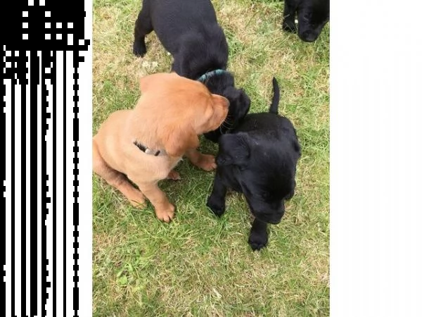 abbiamo bellissimi cuccioli labrador maschi e femmine in cerca di una casa 