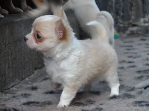 cuccioli di chihuchuc sverminati, vaccinati,
