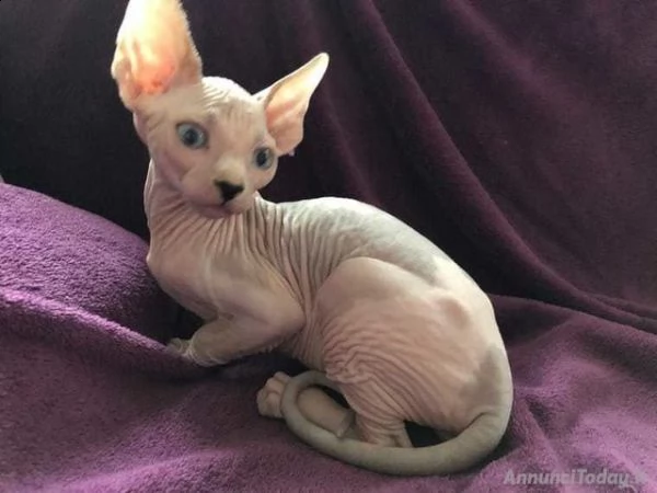 disponibili cuccioli sphynx maschio e femmini. carattere dolce e tranquillo, 