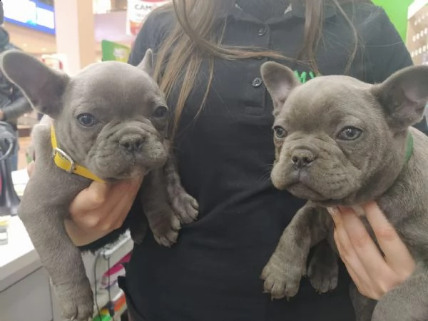 vendita cucciolo dei bul dog francesi