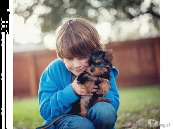 2 cuccioli di yorkshire terrier