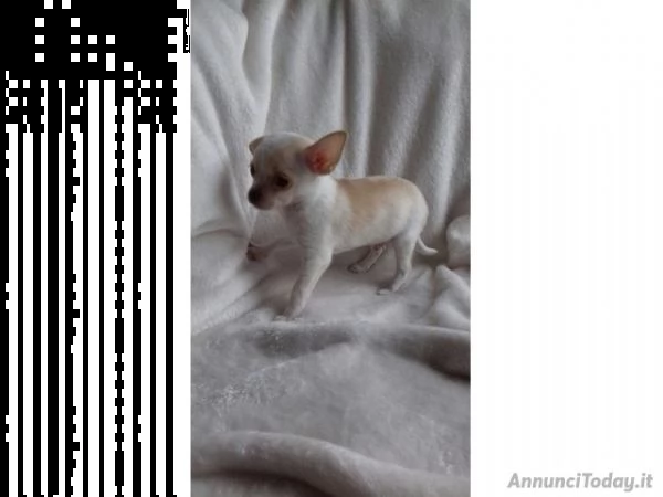 cuccioli di chihuahua mini toy , ancora disponibili 