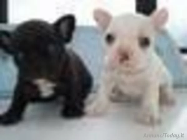 cuccioli di bulldog francese