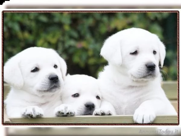 abbiamo disponibili cuccioli di labrador maschietti e femmina