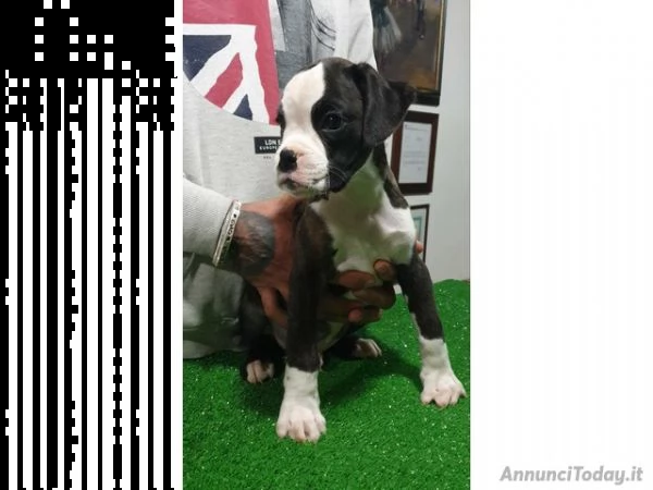 disponibile cucciolo di boxer con 2 vaccini, pedigree enci, microchip e sverminazioni.