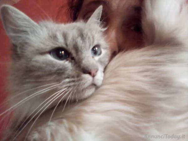 due femmine ragdoll cucciolone, sorelle, si cedono ad amanti animali. v