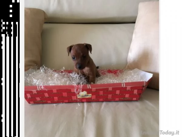 pinscher nano dispone di 2 cuccioli maschi rosso cervo. 