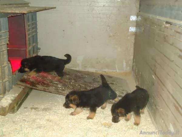 cuccioli di pastore tedesco nero focato ampia scelta sia maschi che femmine