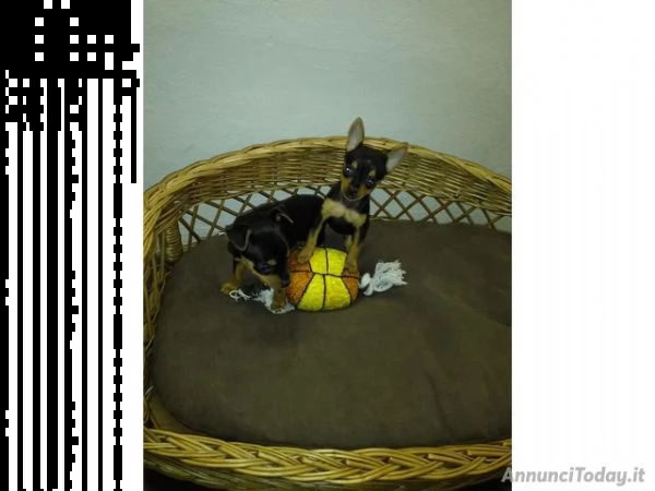 pincher nani cuccioli neri