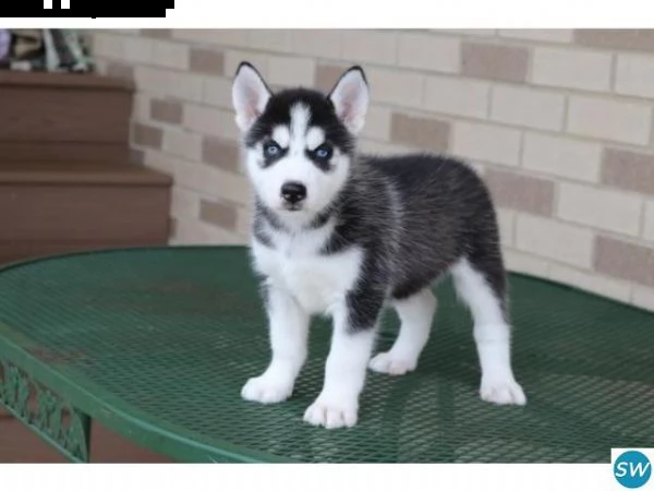 regalo cuccioli di husky siberiano  maschi e femmina.  