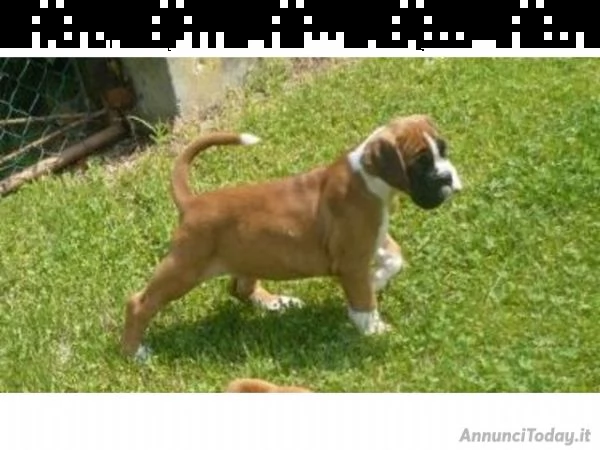 stupendi cuccioli boxer maschi e femmine tigrati e fulvi 