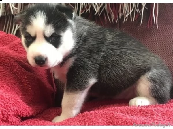 delizioso maschi e femmine di siberian husky 