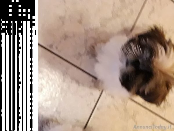 cucciolo shihtzu. ottima occasione.