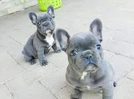 vendita cucciolo cuccioli di bulldog francese  | Foto 0