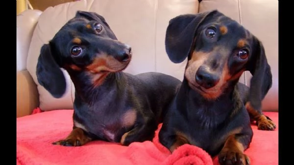 vendita cucciolo cuccioli bassotti di bassotto tedesco nano pelo corto – pronti per regalo di natale | Foto 0