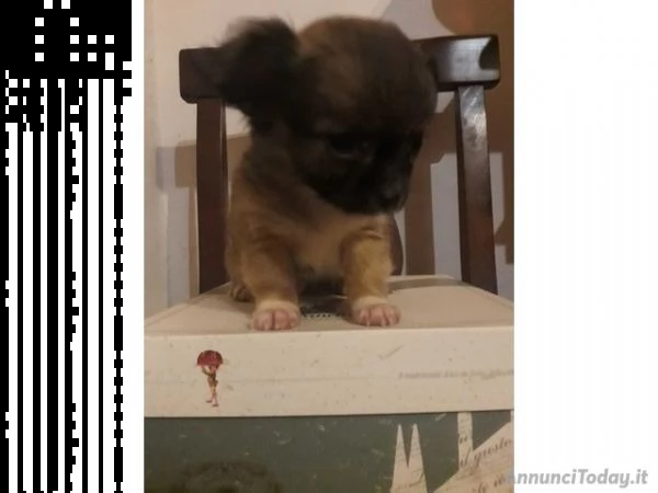 maschietti di quasi 3 mesi di chihuahua mini toy 