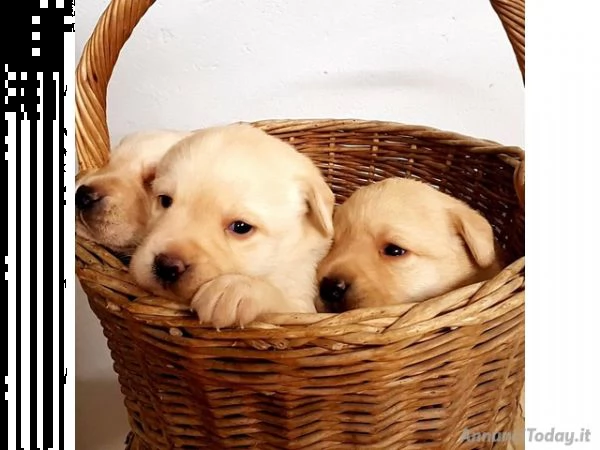 disponibili cuccioli selezionati di labrador,nero e miele, 