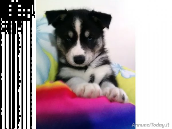 disponibili due femminucce di siberian husky pronte