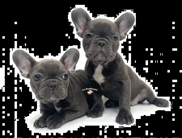 bouledogue francese cuccioli blue
