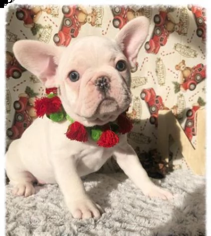 bellissimo cuccioli di bouledogue francese, 2 maschi e 2 femmine