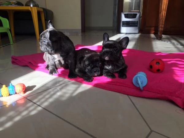  bouledogue francese pedigree enci