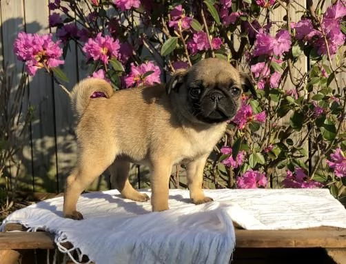 stupendi cuccioli di carlino | Foto 0