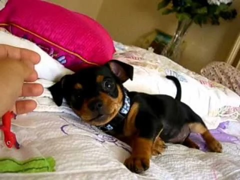pinscher mini (toy)