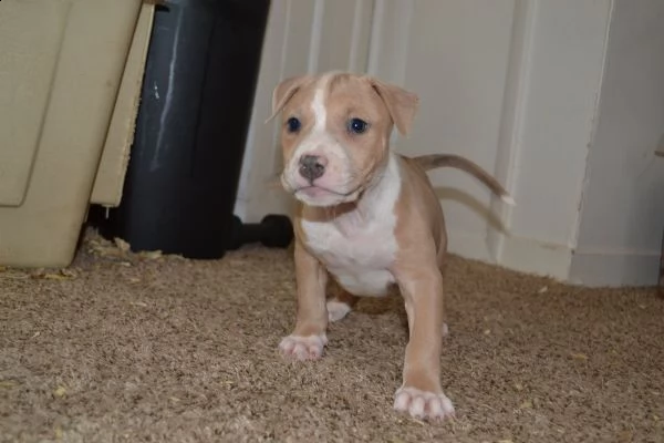 cucciola american pitbull terrier ukc red nose | Foto 0