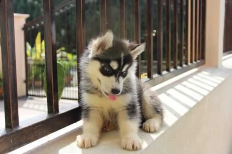 abbiamo disponibili cuccioli di husky maschi e femmine.