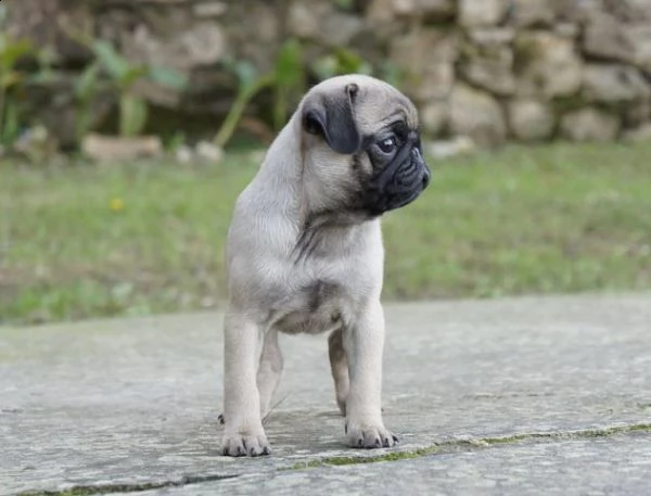 razza carlino, dispone di cuccioli fulvi e neri 