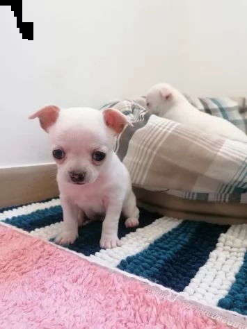  chihuahua cuccioli