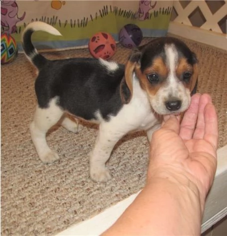 disponibili cuccioli di beagle,di taglia piccola, selezionati