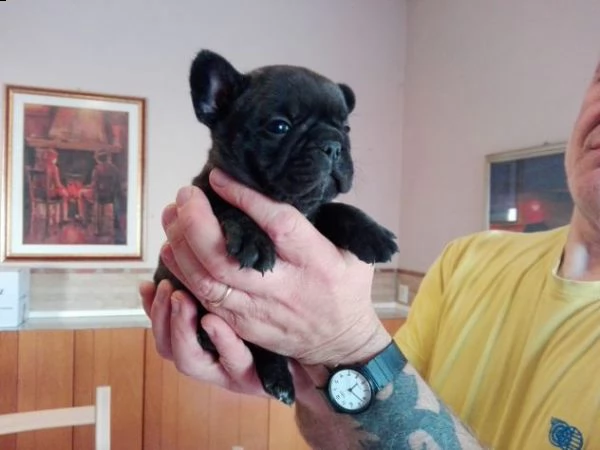 cucciolo bulldog francese - bouledogue 