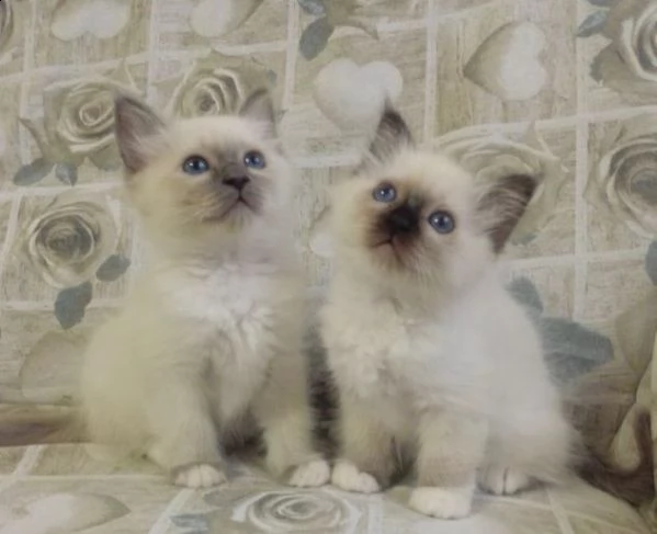 splendidi cuccioli sacro di birmania blu point e seal point 