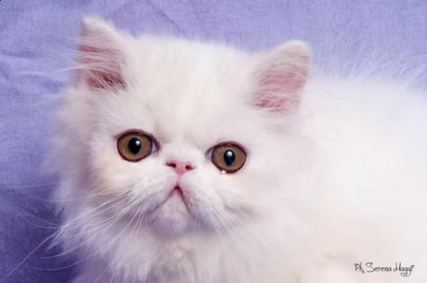 disponibili presso allevamento amatoriale riconosciuto bellissimi gattini persiani pura 