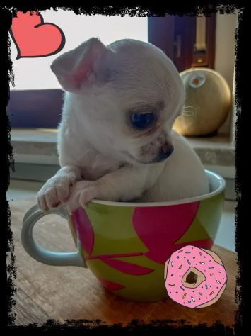  chihuahua//// chihuahua