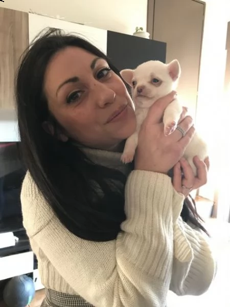  chihuahua cucciolo