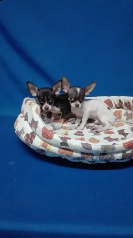 cucciolo di chihuahua femmina