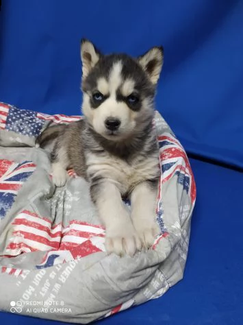cucciolo di husky femmina avente: primi vaccini, passaporto,