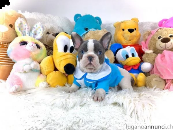 bulldog francese french bulldog bouledogue français