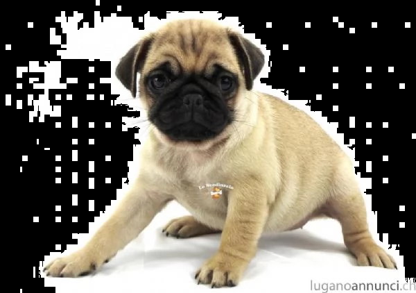 carlino, carlino sabbia masch, cucciolo,