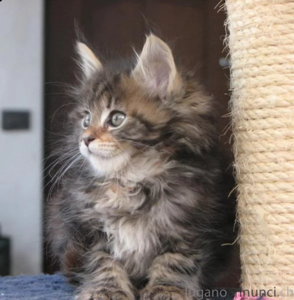 meravigliose cuccioli di main coon . 