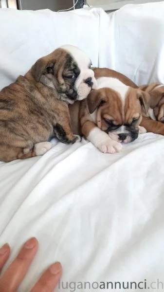 ho disponibili dei simpatici cuccioli di bulldog inglese, nati e cresciuti in casa
