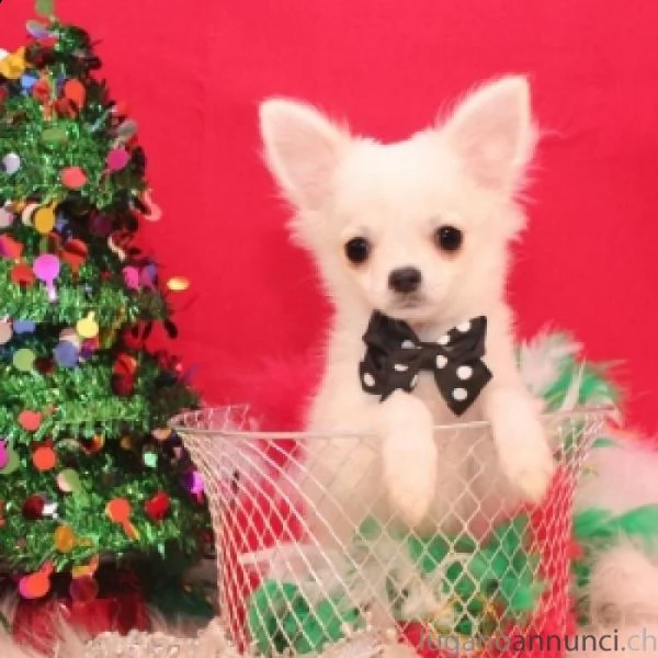 meravigliose cuccioli di chihuahua . tutti i nostri cuccioli vengono 