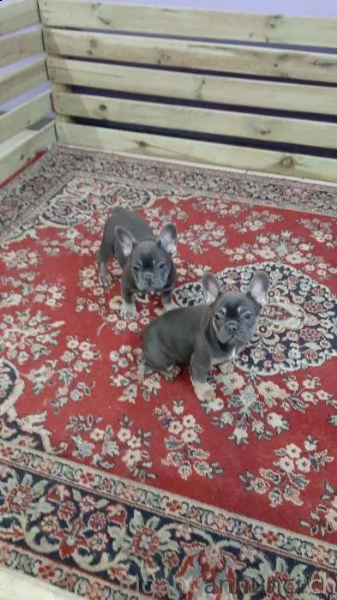 dispongo dei meravigliosi cuccioli di bouledogue francese, 