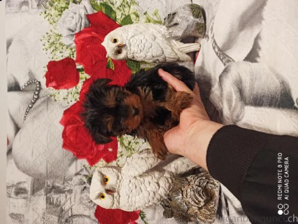 yorkshire maschio mini toyi il cucciolo viene consegnao con vaccinazione