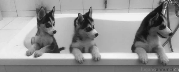 bellissimi cuccioli di husky e vengono consegnati con le vaccinazion