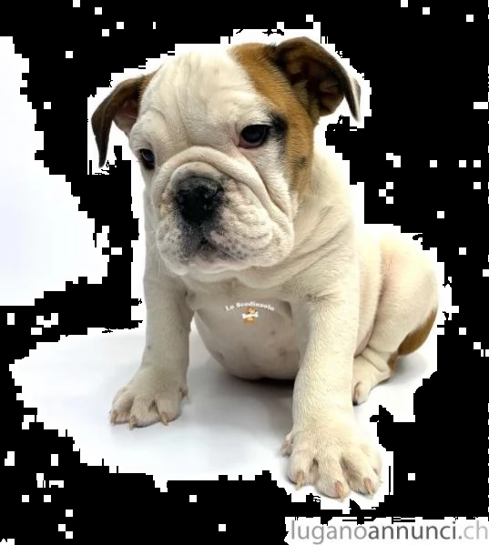 favolosa cucciolata buldog inglese nata in ambiente familiare