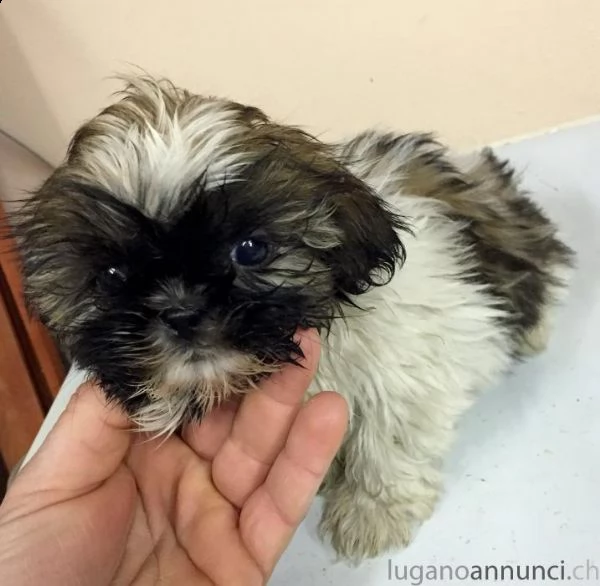 disponibili bellissimi cuccioli di shihtzu e vengono consegnati 
